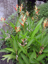 Heliconia psittacorum