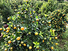 kumquat