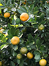 kumquat