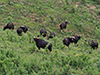 wild gaurs