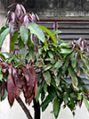 young mango leaves