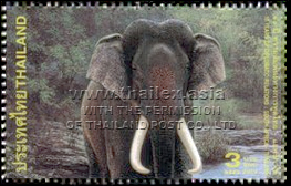 Asian Elephant