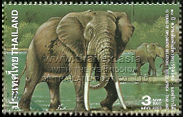 African Elephant