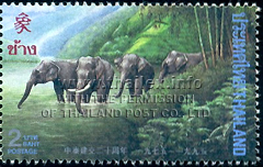 Asian Elephants