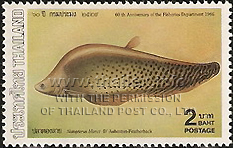 Indochina Featherback