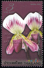 Paphiopedilum callosum