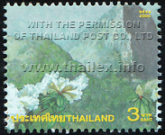 Amazing Thailand (2nd Series) - White Roses