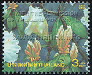 Amazing Thailand (2nd Series) - White Roses