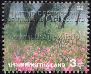 field of pink Siam Tulips in Chaiyaphum's Pah Hin Ngahm National Park