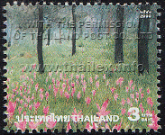 field of pink Siam Tulips in Chaiyaphum's Pah Hin Ngahm National Park