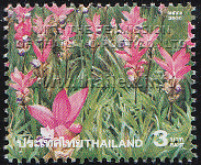 field of pink Siam Tulips in Chaiyaphum's Pah Hin Ngahm National Park