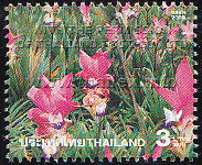 field of pink Siam Tulips in Chaiyaphum's Pah Hin Ngahm National Park