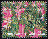 field of pink Siam Tulips in Chaiyaphum's Pah Hin Ngahm National Park