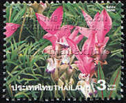 field of pink Siam Tulips in Chaiyaphum's Pah Hin Ngahm National Park