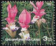 field of pink Siam Tulips in Chaiyaphum's Pah Hin Ngahm National Park