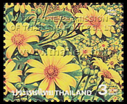 a field of Mexican Sunflowers on Mae U Ko at Khun Yuam in Mae Hong Son, during the Bua Thong Flower Blooming Season