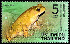 Flat-headed Toad (Ingerophrynus macrotis)