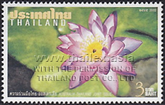 Australian water lily (Nymphaea immutabilis)