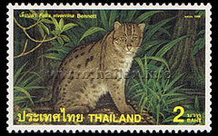 Fishing Cat (Felis viverrina Bennett)