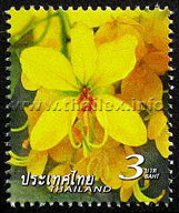 The National Identity Set (Yellow Cassia flowers)