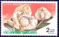 Paphiopedilum bellatulum (Egg-in-a-nest Orchid)