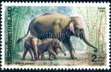 Elephants