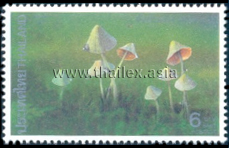 Mycena sp.