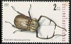 Long-armed Parry Beetle (Cheirotonus parryi)
