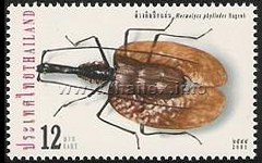 Violin Beetle (Mormolyce phyllodes)