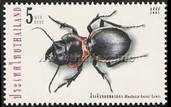 Red-bordered Ground Beetle (Mouhotia batesi)