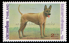 International Letter Writing Week - Siamese Dogs