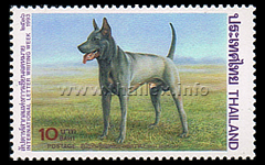 International Letter Writing Week - Siamese Dogs