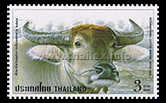 International Letter Writing Week - Water Buffalo