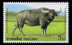 International Letter Writing Week - Water Buffalo