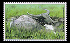 water buffalo in quagmire