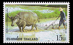 ploughing water buffalo