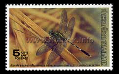 Green Tiger Skimmer