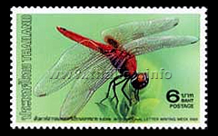 International Letter Writing Week - Dragonflies and Damselflies