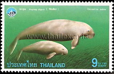 Dugongs or Indian Sea Cows