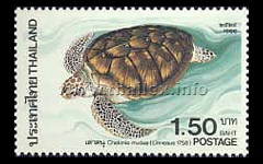 Green Turtle (Chelonia mydas)