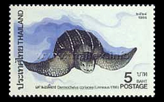 Marine Turtles