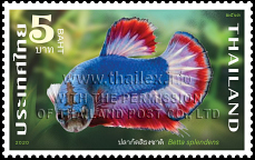 National Aquatic Animal of Thailand - Betta Splendens