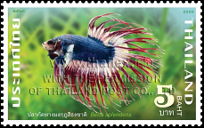 National Aquatic Animal of Thailand - Betta Splendens