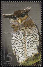 Nocturnal Birds - Owls