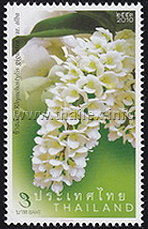 Rhynchostylis gigantea var. alba