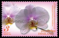 Phalaenopsis Princess Chulabhorn