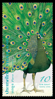 Green Peafowl (Pavo muticus)