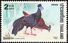 Crested Fireback (Lophura ignita)