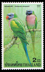 Psittacula alexandri (Red-breasted Parakeet)