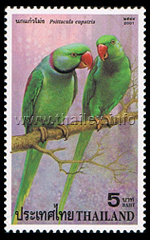 Psittacula eupatria (Alexandrine Parakeet)